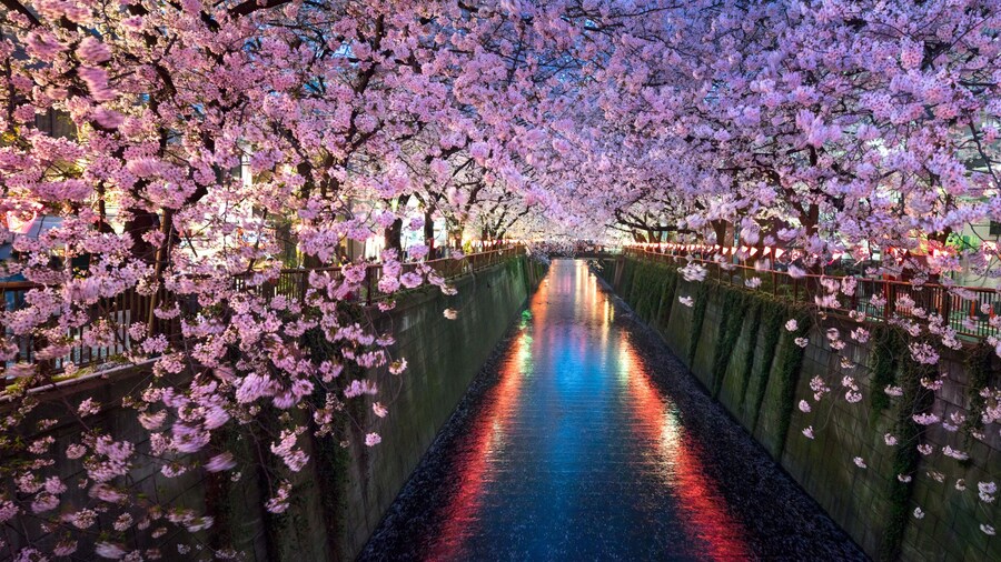 Promenade des Cerisiers en Fleurs de la Rivière Meguro