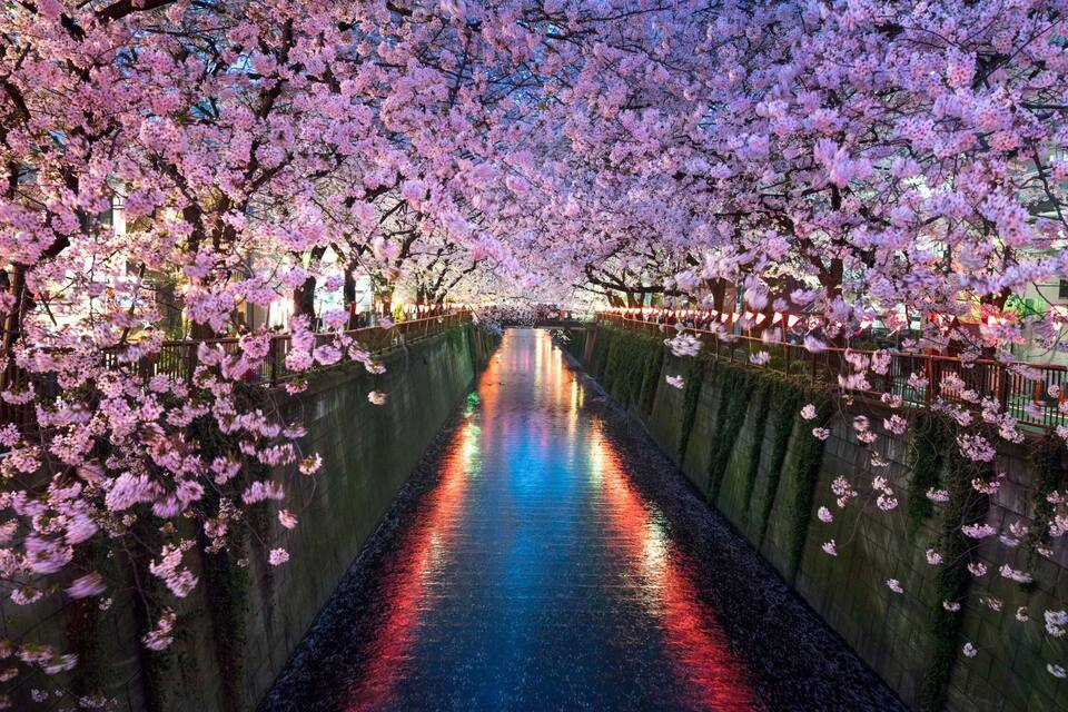 Un canal bordé de cerisiers en fleurs, dont les reflets colorés se mirent dans l'eau.