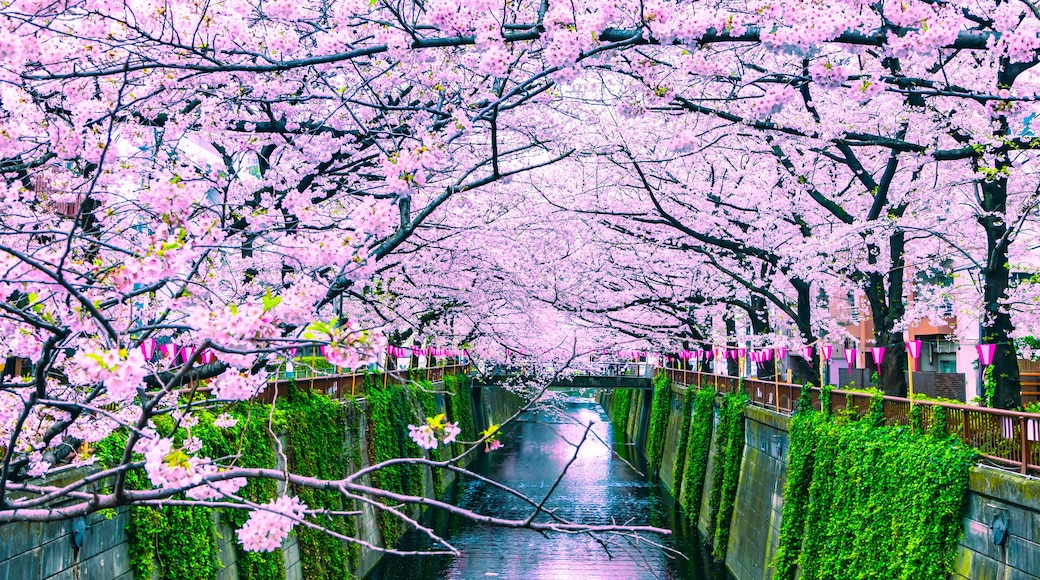 Đường đi dạo hoa anh đào sông Meguro