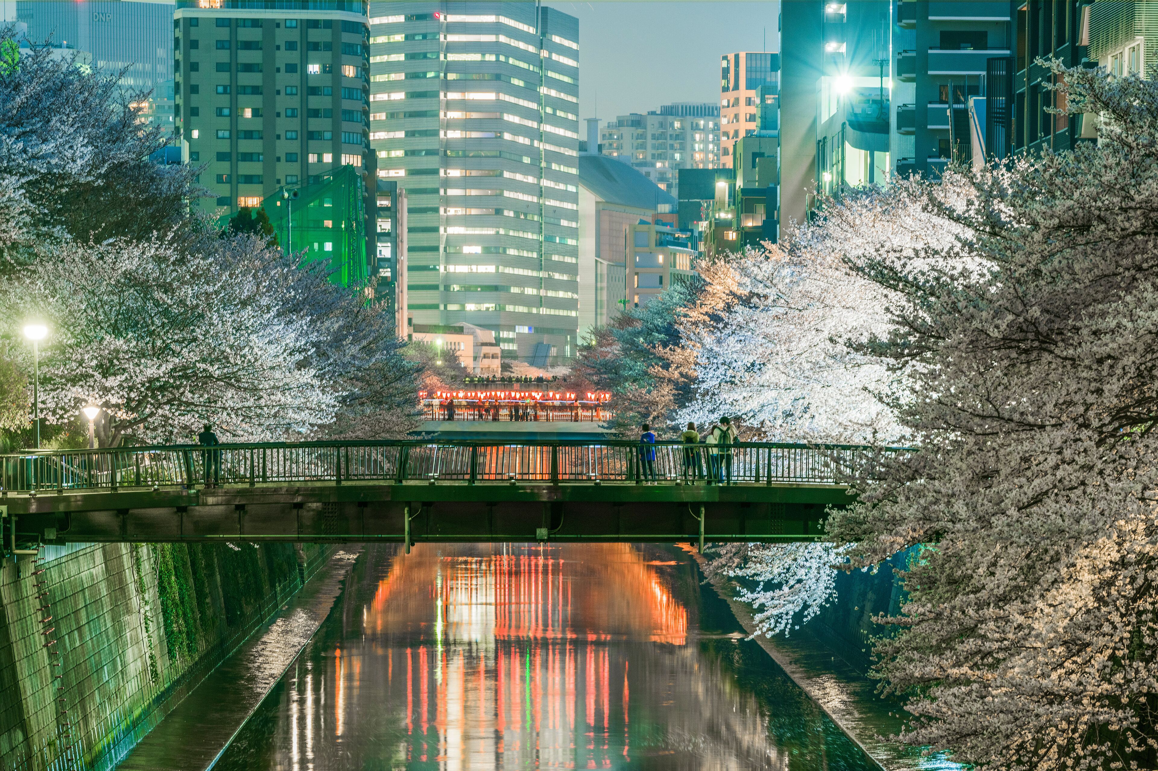 Đường đi dạo hoa anh đào sông Meguro
