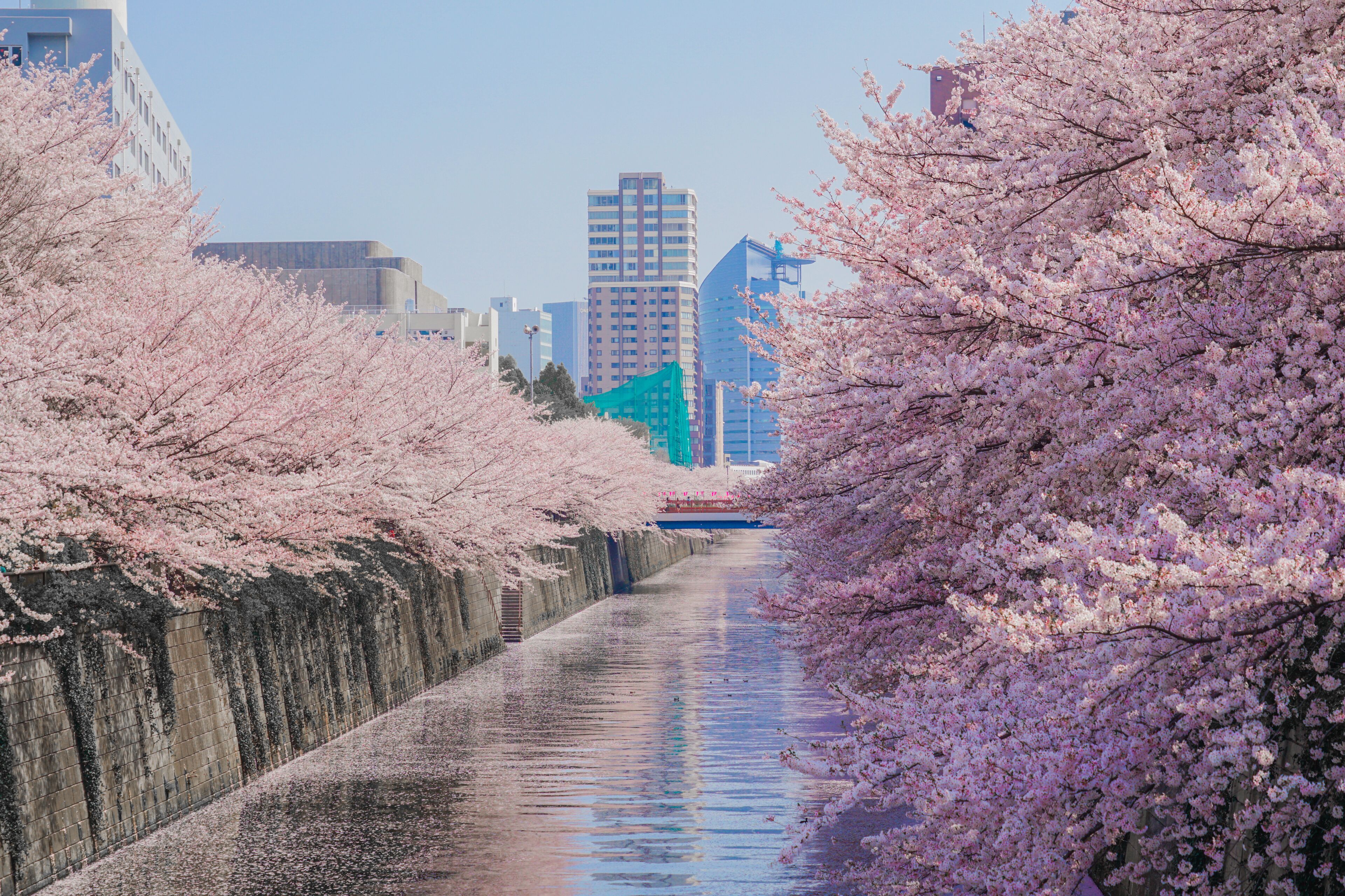 Promenade des Cerisiers en Fleurs de la Rivière Meguro