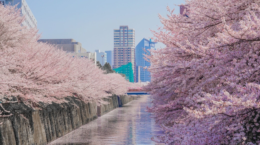 Promenade des Cerisiers en Fleurs de la Rivière Meguro