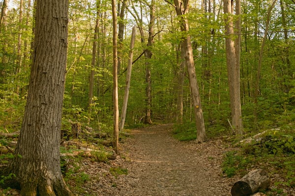 Hiking trail at Ferncliff Forest, Rhinebeck, New York
