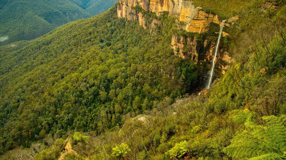 A lush green forest with a waterfall cascading down a cliff.