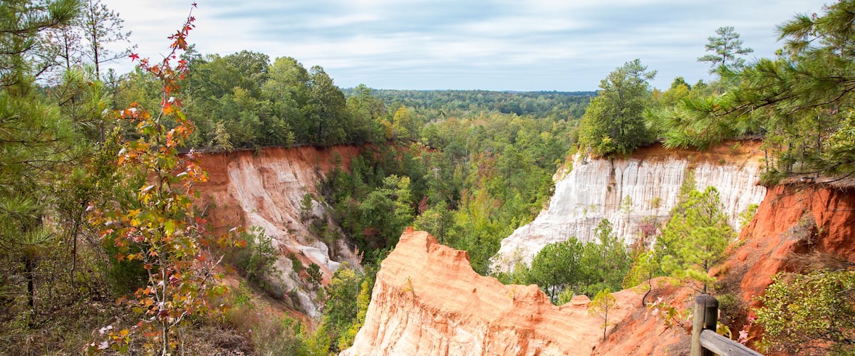 A forested canyon with red and white cliffs.
