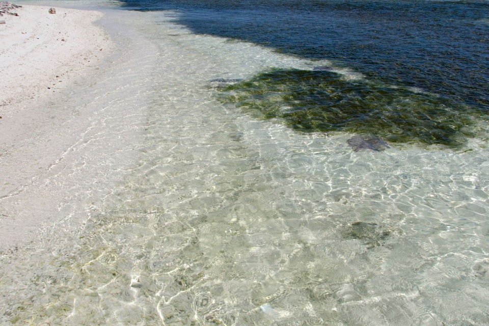 Una playa despejada con aguas poco profundas, algas visibles y un mar tranquilo bajo un cielo azul.
