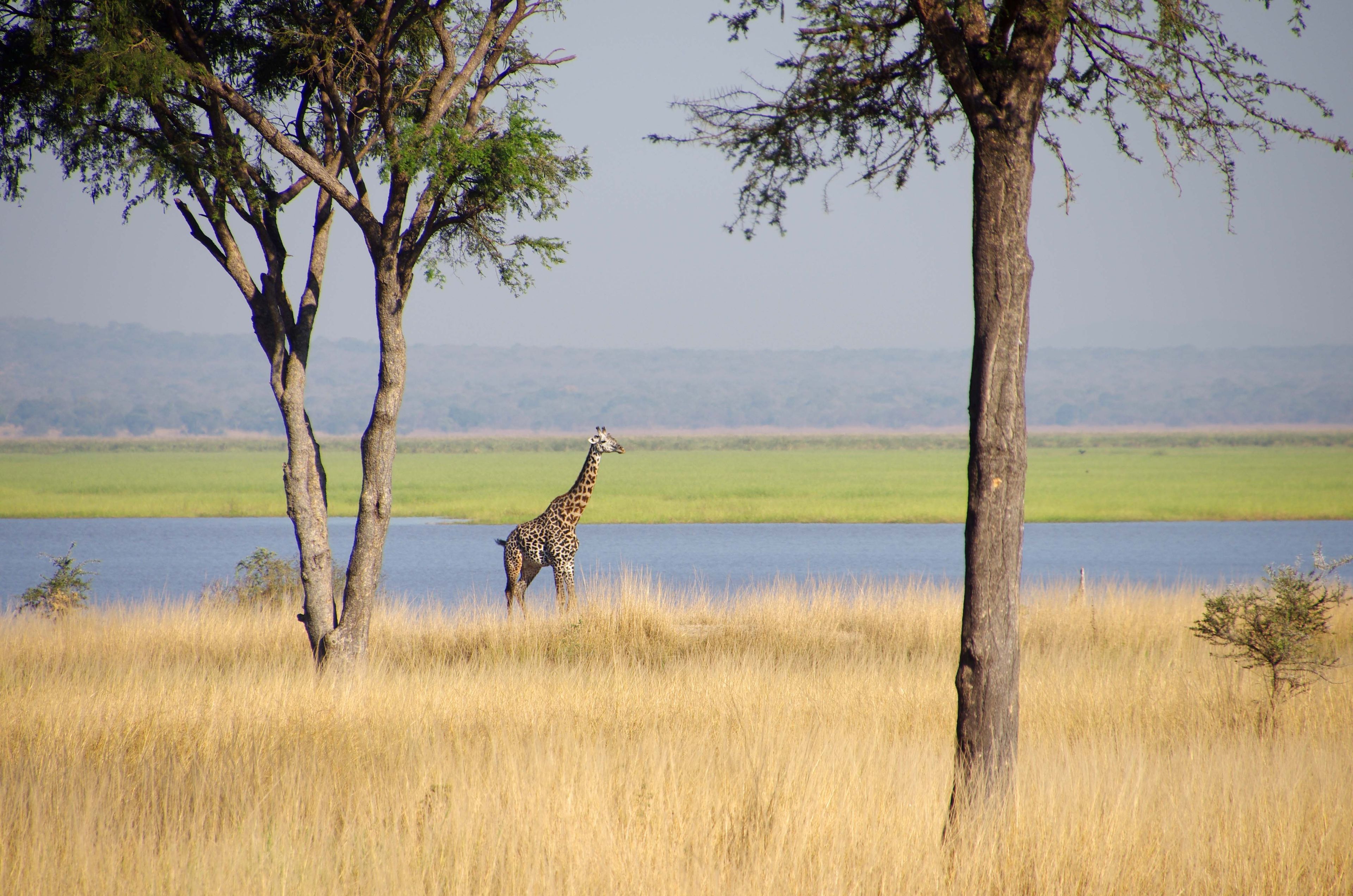 A giraffe in a grassy field with trees and a body of water in the background.