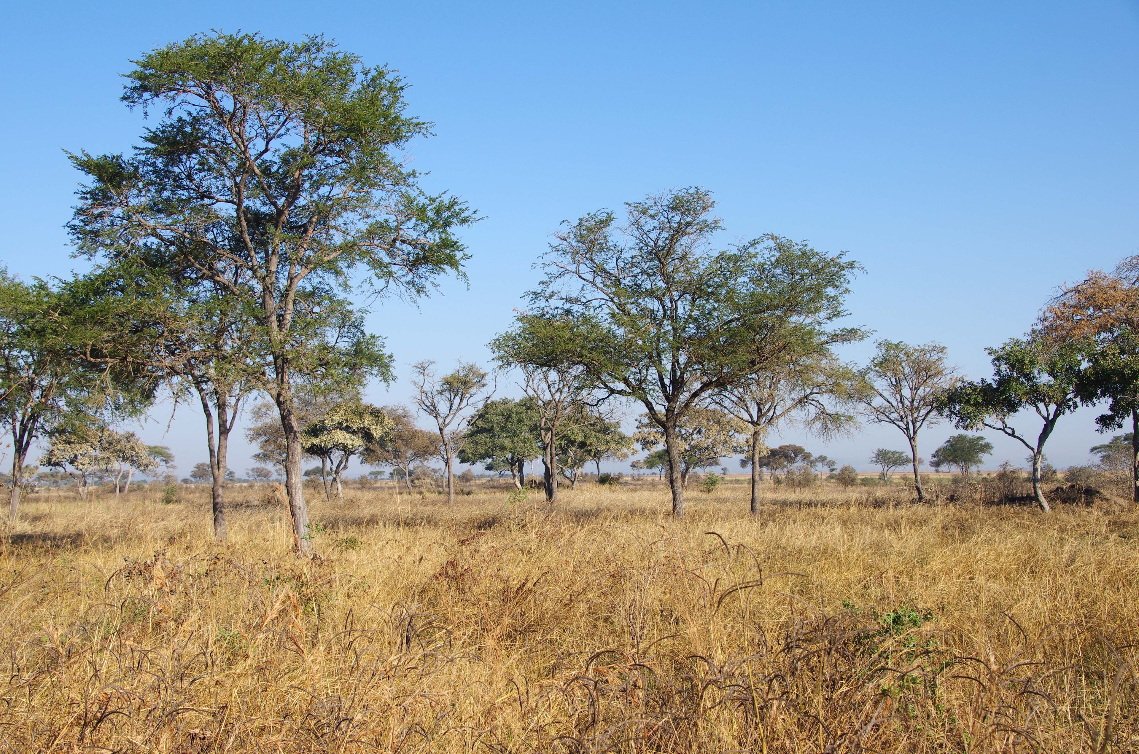 A savanna landscape with scattered acacia trees and dry grass.