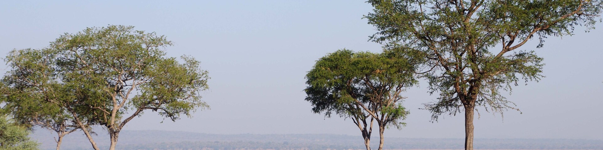 Paisaje de sabana con tres árboles de acacia y una masa de agua al fondo.