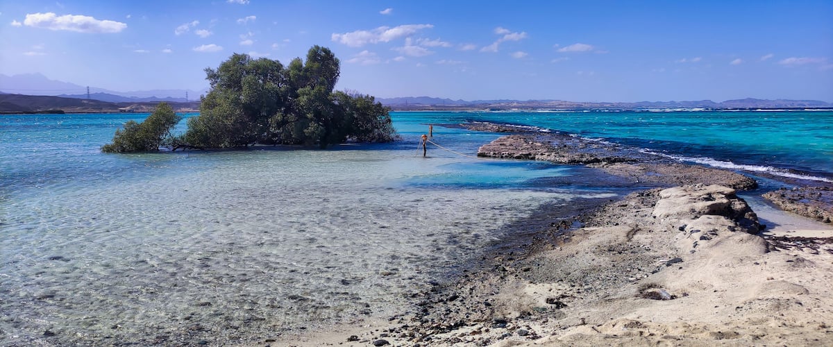 Old Mangrove tree in Wadi el Gemal National Park. Blue sky and Red sea in the distance. White sand and clear water. Egypt