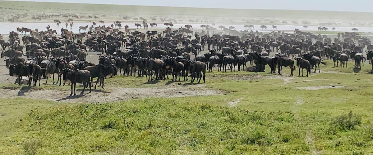 Eine große Herde Gnus und Zebras auf einer grasbewachsenen Ebene, im Hintergrund ein Gewässer.