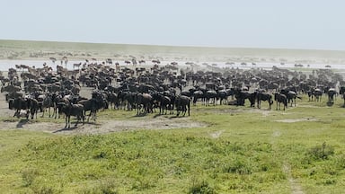 Um grande grupo de gnus e zebras em uma planície gramada, com um corpo d'água ao fundo.