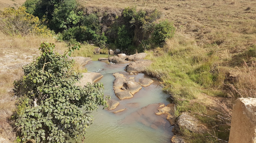 A migrating Barn Swallow stretched out on a branch over North Pond. You never know what you are going to see at this location.