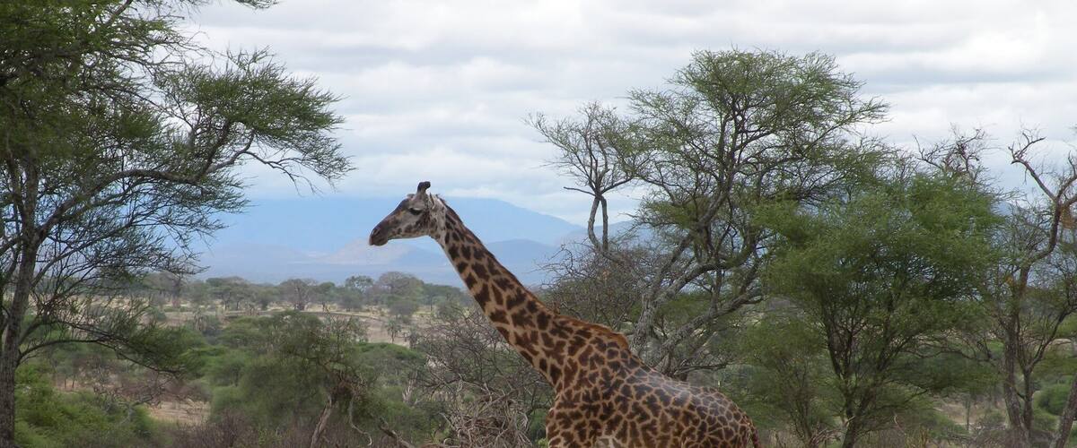 #Wildlife Photo Challenge
Who sees such a beautiful, gentle, graceful creature and decides that they want to shoot it for entertainment? Their brains must be wired differently? 😡 or perhaps they need to discover the greater joy of 'shooting' with a camera, and displaying their trophies on Trover 😘 📷