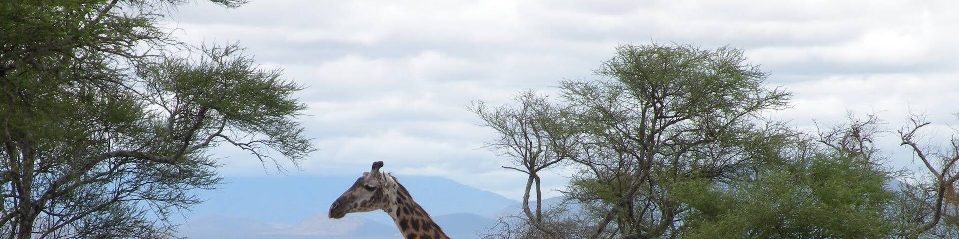 #Wildlife Photo Challenge
Who sees such a beautiful, gentle, graceful creature and decides that they want to shoot it for entertainment? Their brains must be wired differently? 😡 or perhaps they need to discover the greater joy of 'shooting' with a camera, and displaying their trophies on Trover 😘 📷