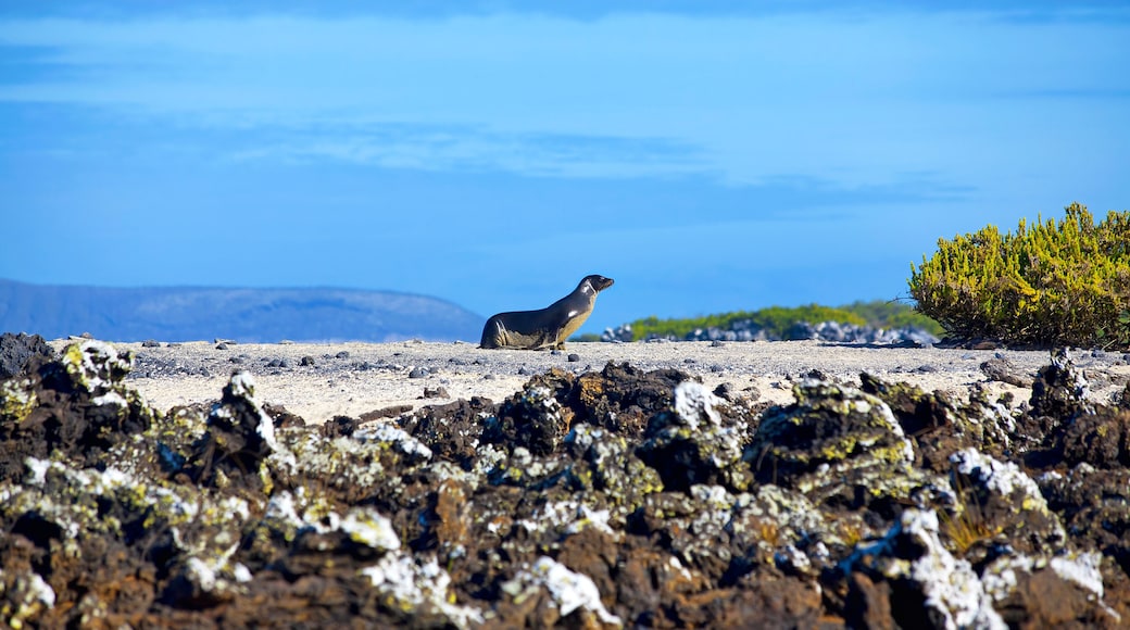 Las Tintoreras Eiland