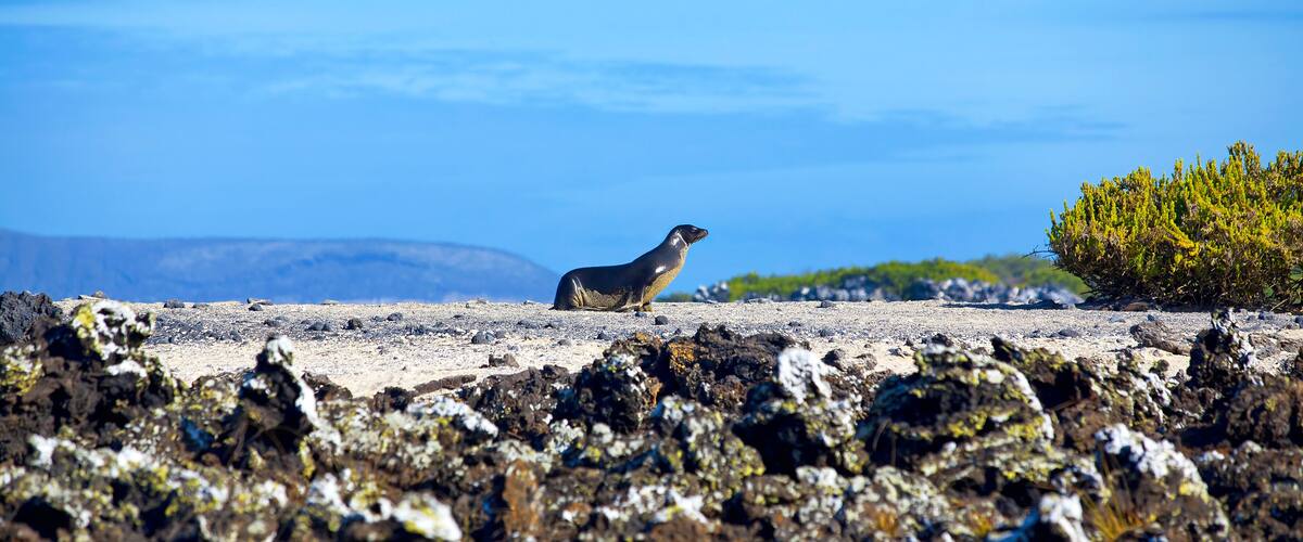 A seal on a rocky beach with a clear sky and distant mountains.