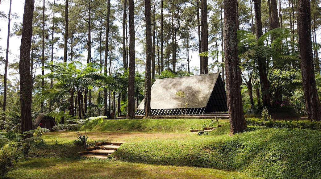 Small hut in the middle of pine forest