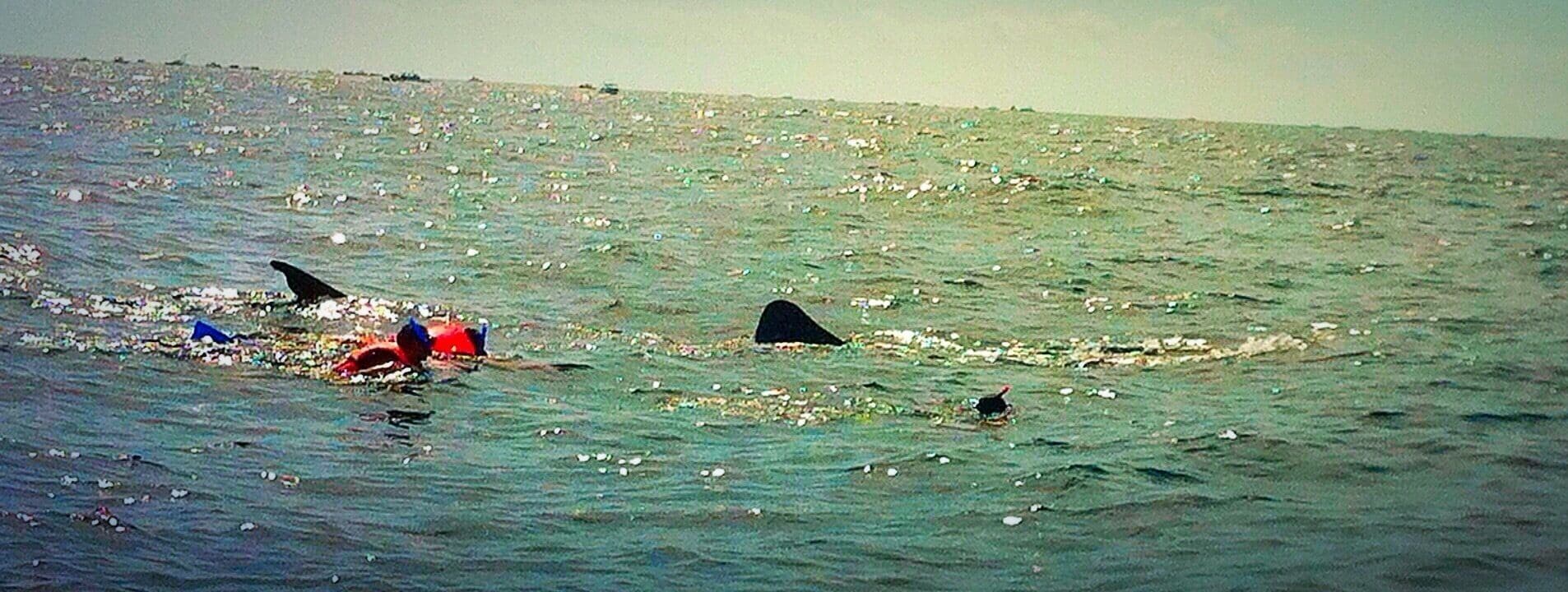 Swimming with the whale sharks is a magical experience #waterlust #mexico #fishthesizeofbuses #sharks #harmless #aquatrove