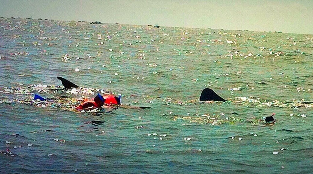 Swimming with the whale sharks is a magical experience #waterlust #mexico #fishthesizeofbuses #sharks #harmless #aquatrove