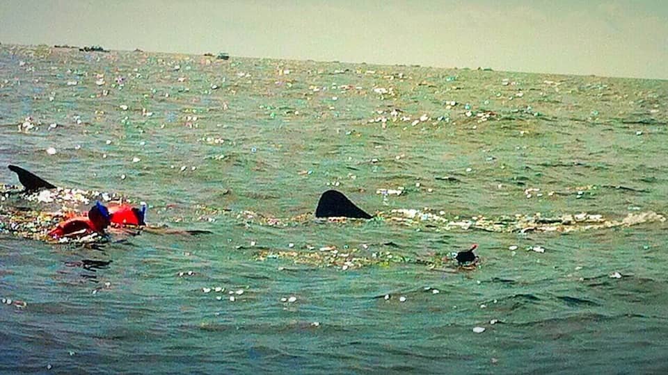 Swimming with the whale sharks is a magical experience #waterlust #mexico #fishthesizeofbuses #sharks #harmless #aquatrove
