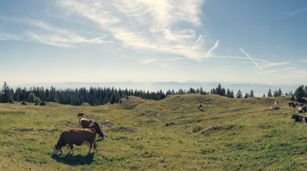 A grassy hillside with cows grazing, surrounded by a forest and distant mountains under a clear sky.
