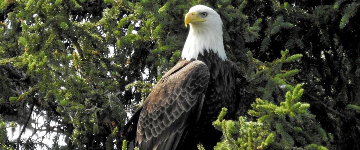 #BestOf5 - Eagle seen at the Russian River