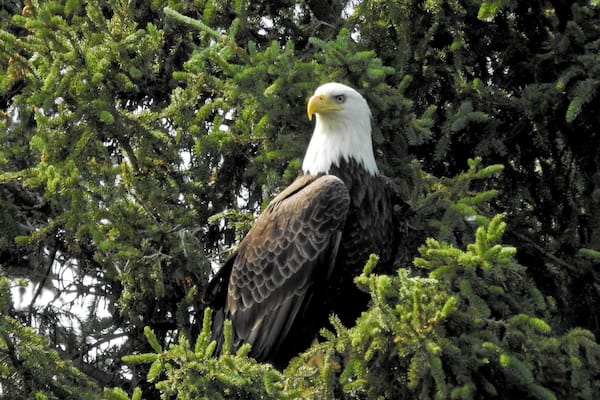#BestOf5 - Eagle seen at the Russian River
