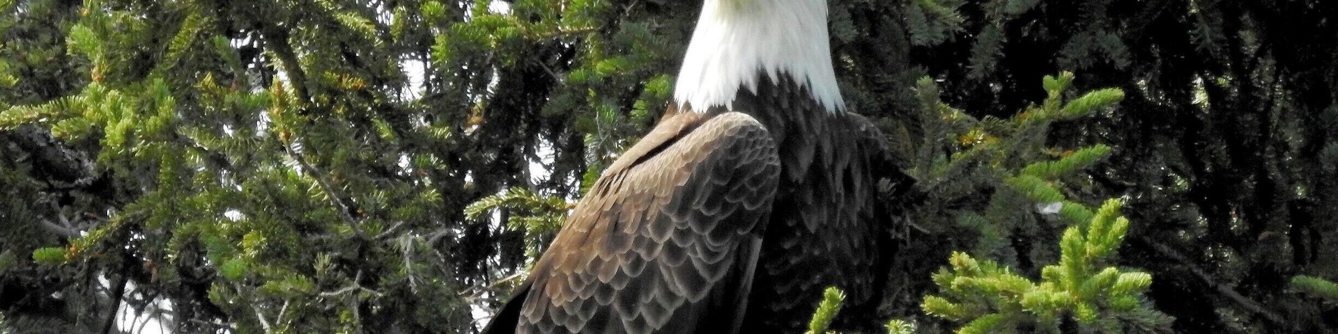 #BestOf5 - Eagle seen at the Russian River