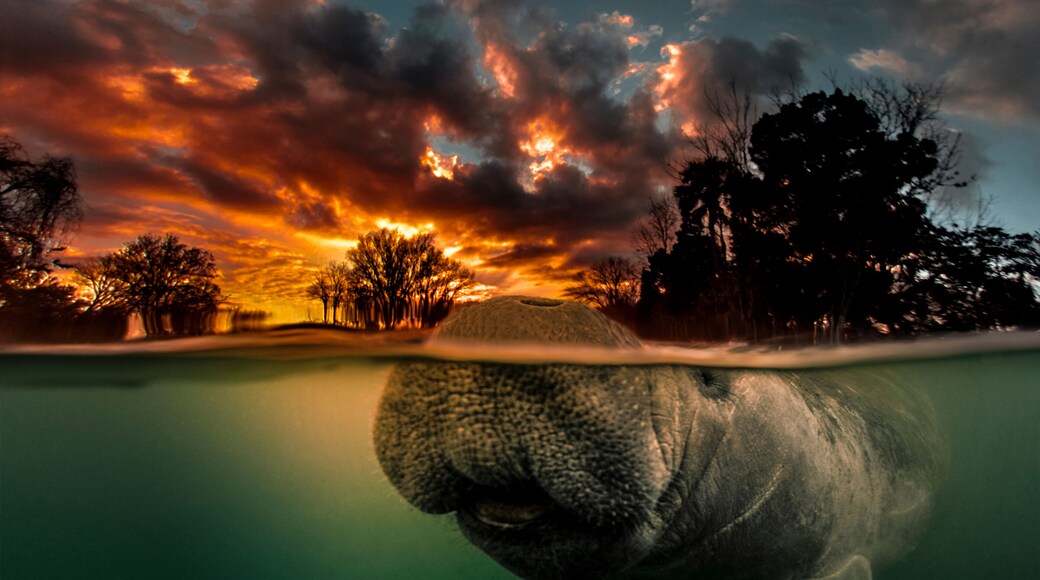 Manatee surfacing in 3 Sisters Spring at sunrise. This manatee actually photobombed me when I was shooting this over/under dawn shot.