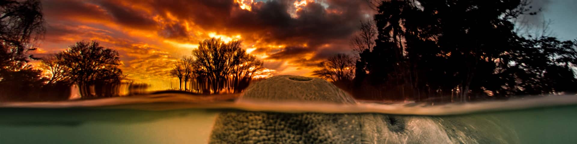 Manatee surfacing in 3 Sisters Spring at sunrise. This manatee actually photobombed me when I was shooting this over/under dawn shot.