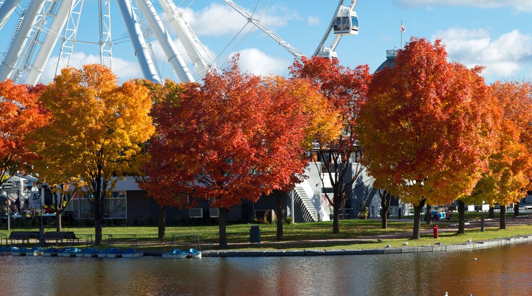 Great wheel of Montreal during fall season