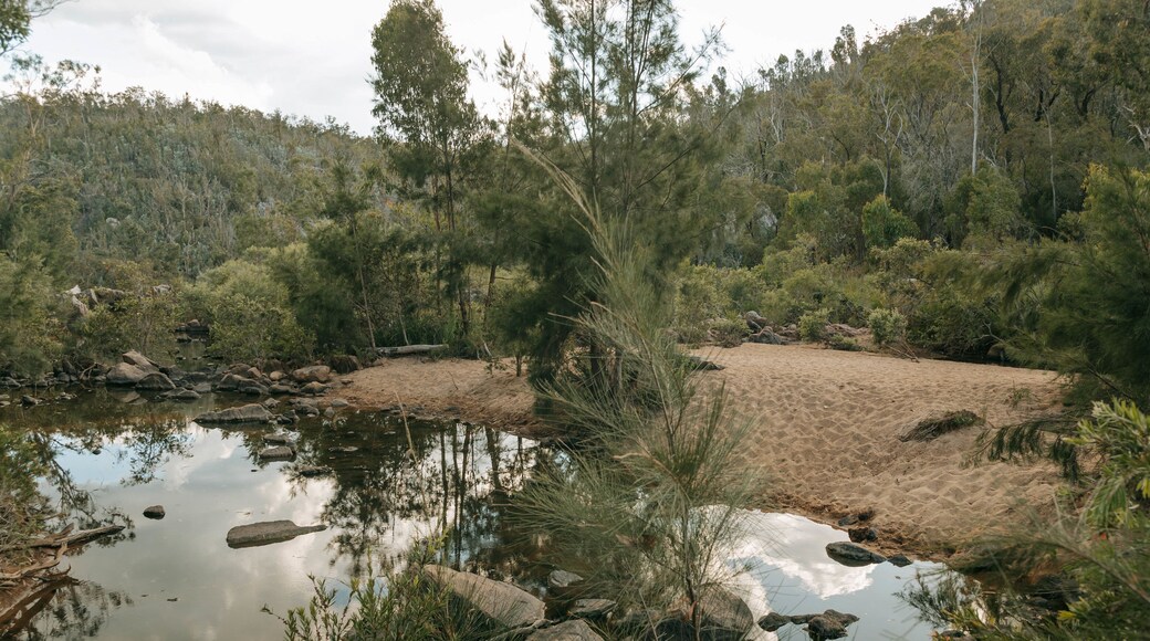Crows Nest National Park showing forest scenes and a river or creek