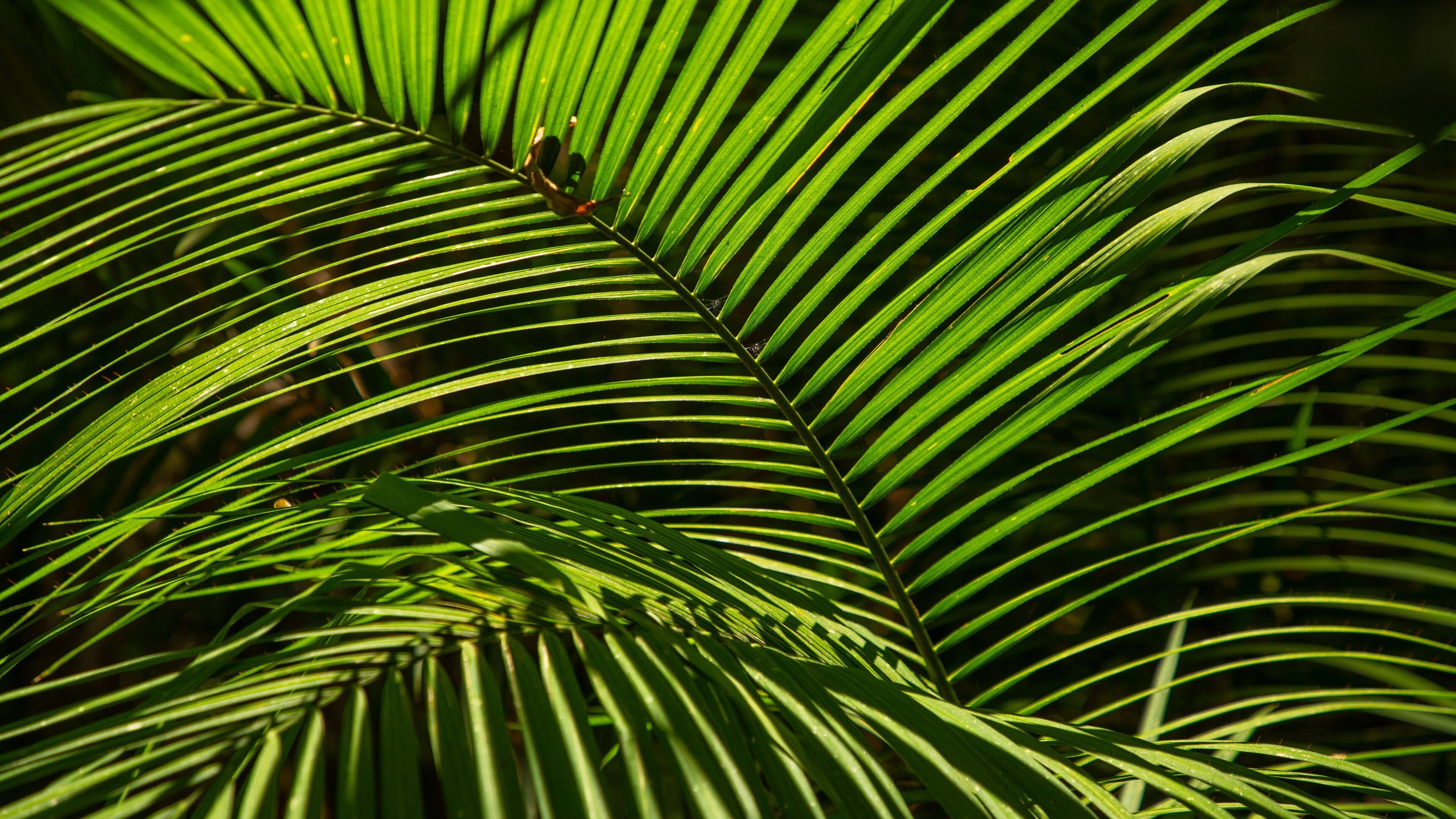 Kuranda National Park featuring a garden