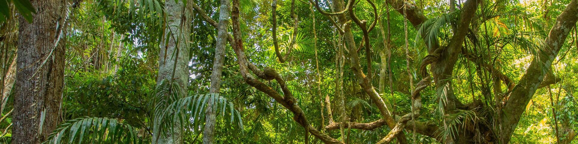 Kuranda National Park featuring forest scenes