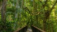 Kuranda National Park featuring forest scenes