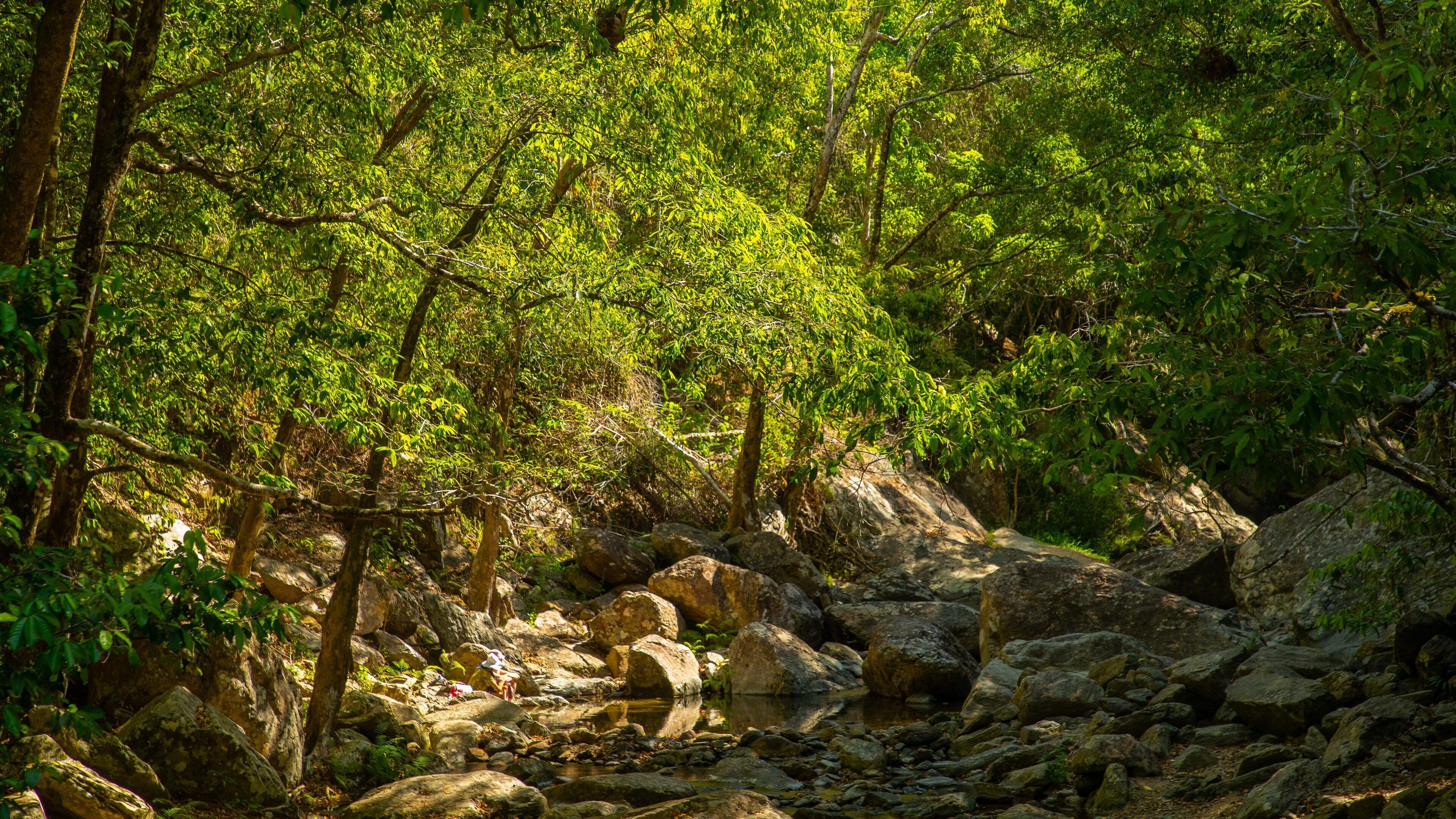 Kuranda National Park featuring a river or creek and forests