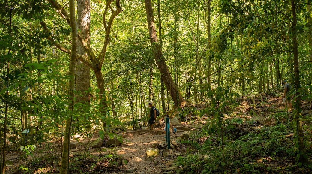 Kuranda National Park which includes forest scenes