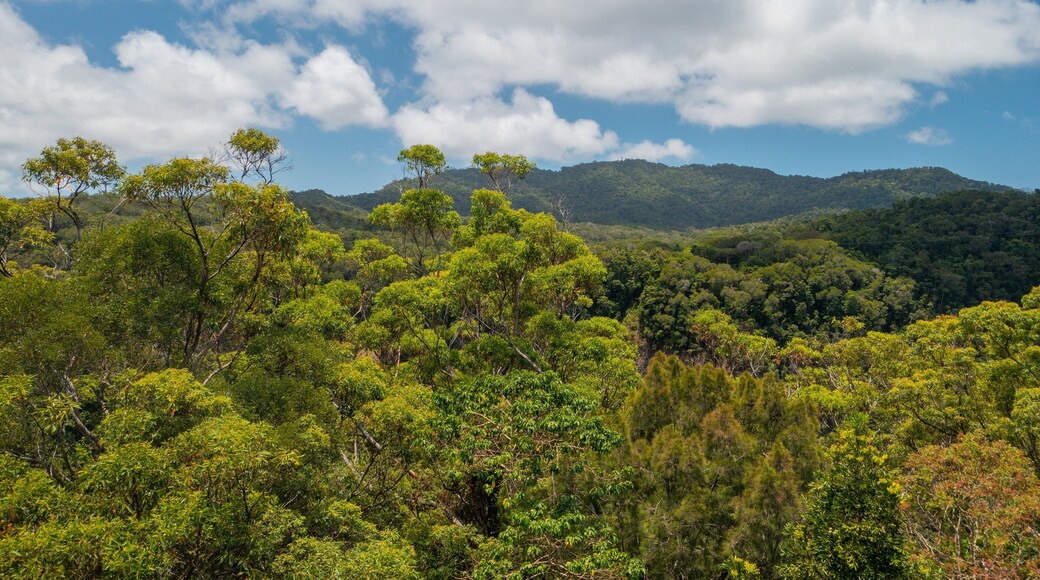 Kuranda National Park featuring tranquil scenes