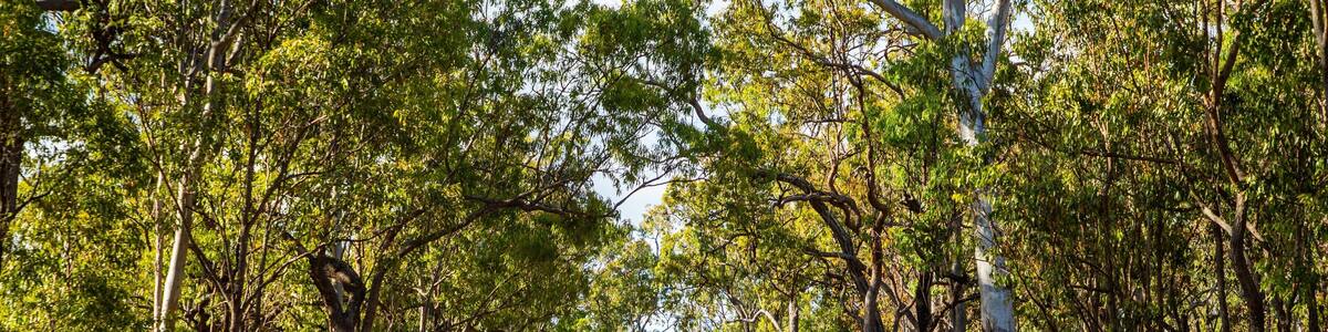 Millstream Falls National Park which includes forest scenes