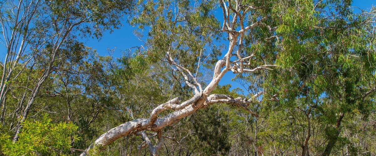 Davies Creek National Park featuring tranquil scenes
