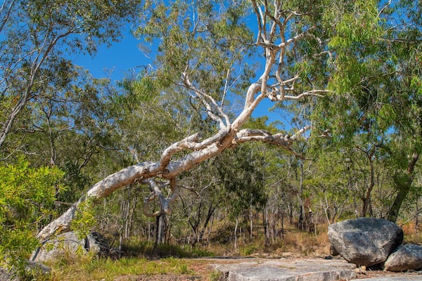 Davies Creek National Park featuring tranquil scenes