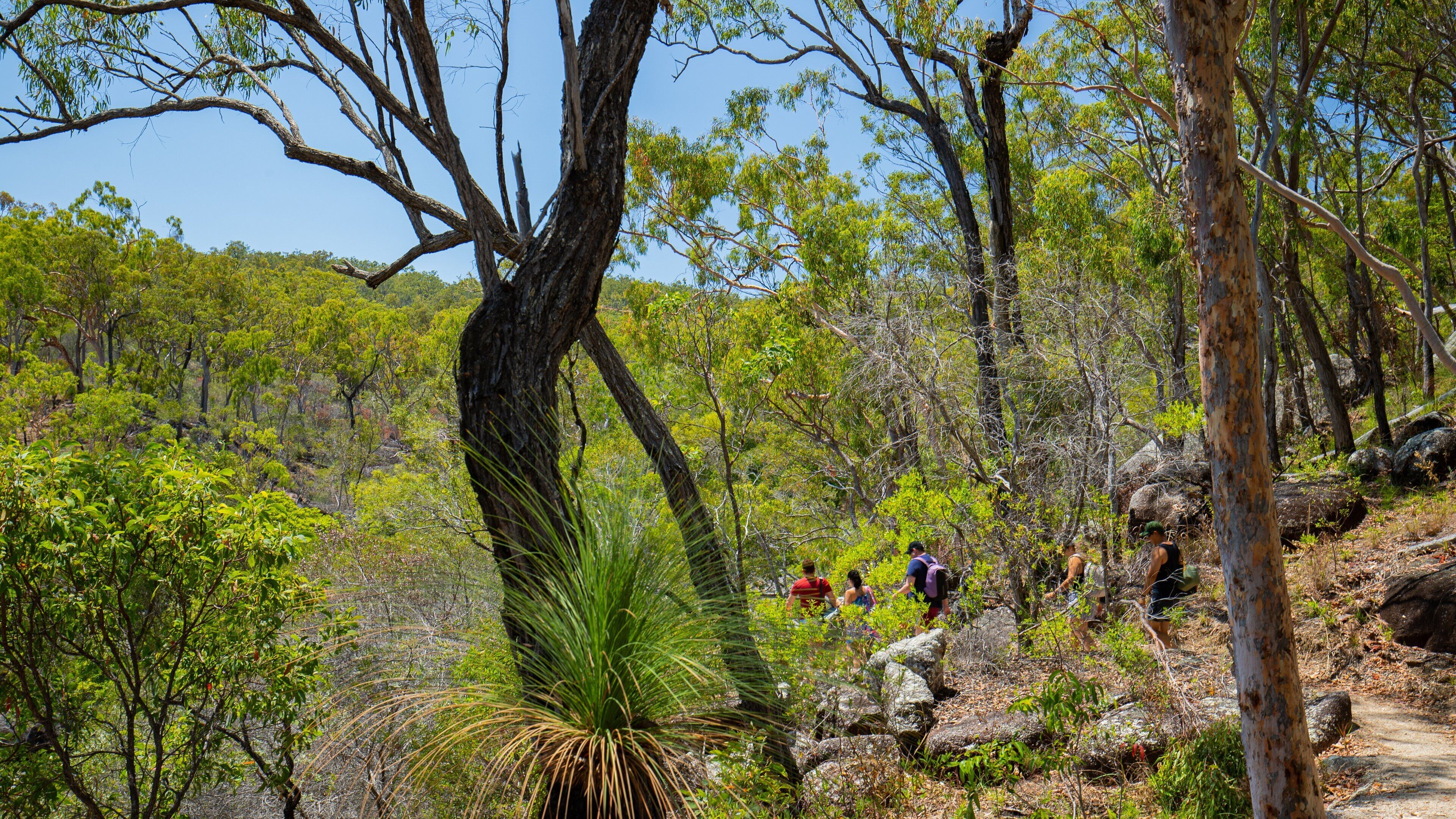 Davies Creek National Park featuring hiking or walking and tranquil scenes as well as a small group of people