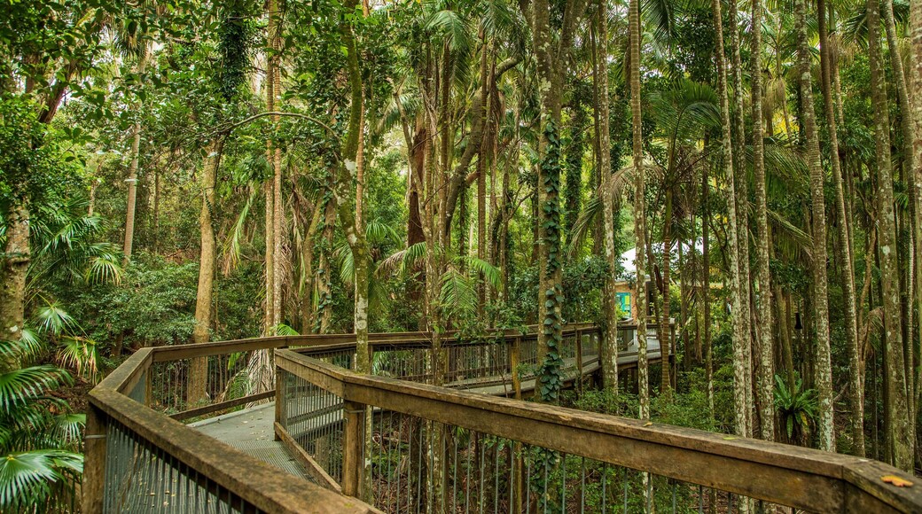 Sea Acres National Park showing forests