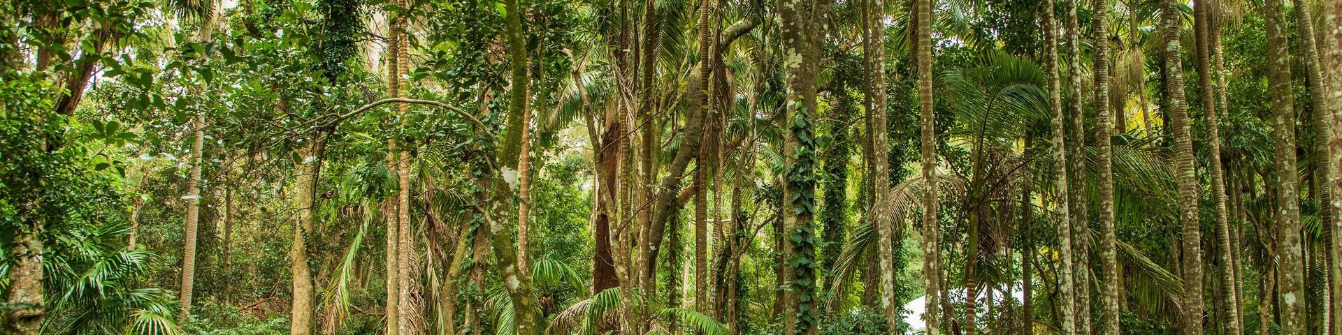 Sea Acres National Park showing forests