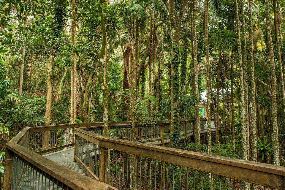 A wooden boardwalk through a dense forest with tall trees and lush greenery.