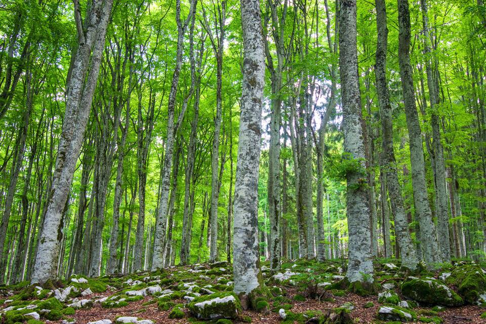 A dense forest with tall birch trees and a moss-covered ground.