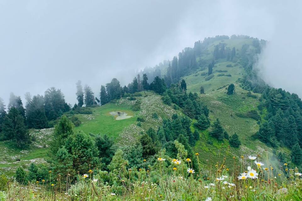 Paisatge de muntanya brumós amb boscos densos i flors silvestres.