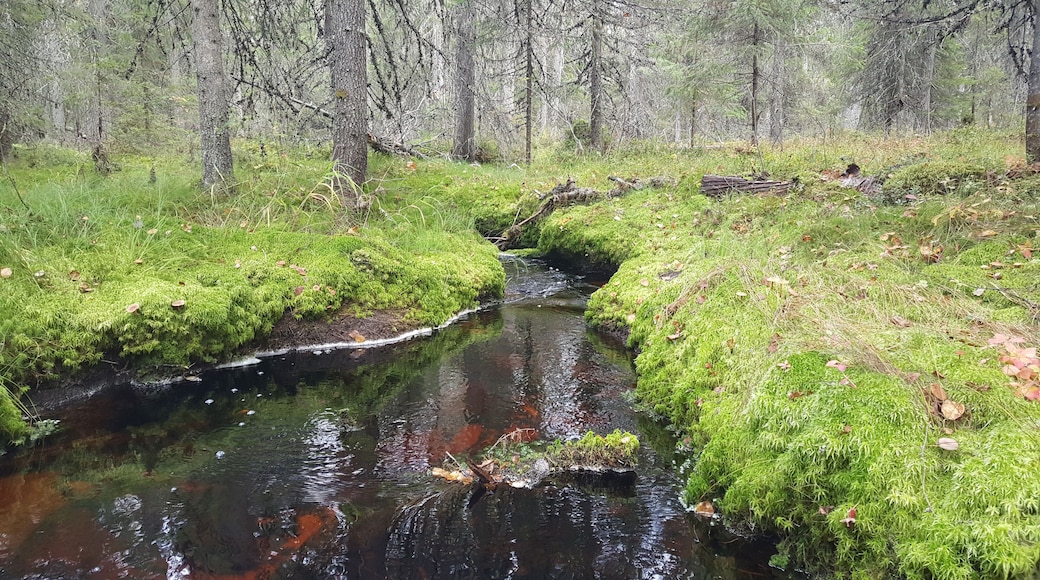 Small river in the forest