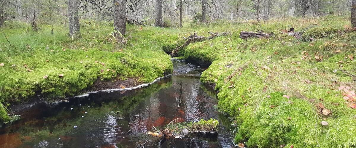 Small river in the forest